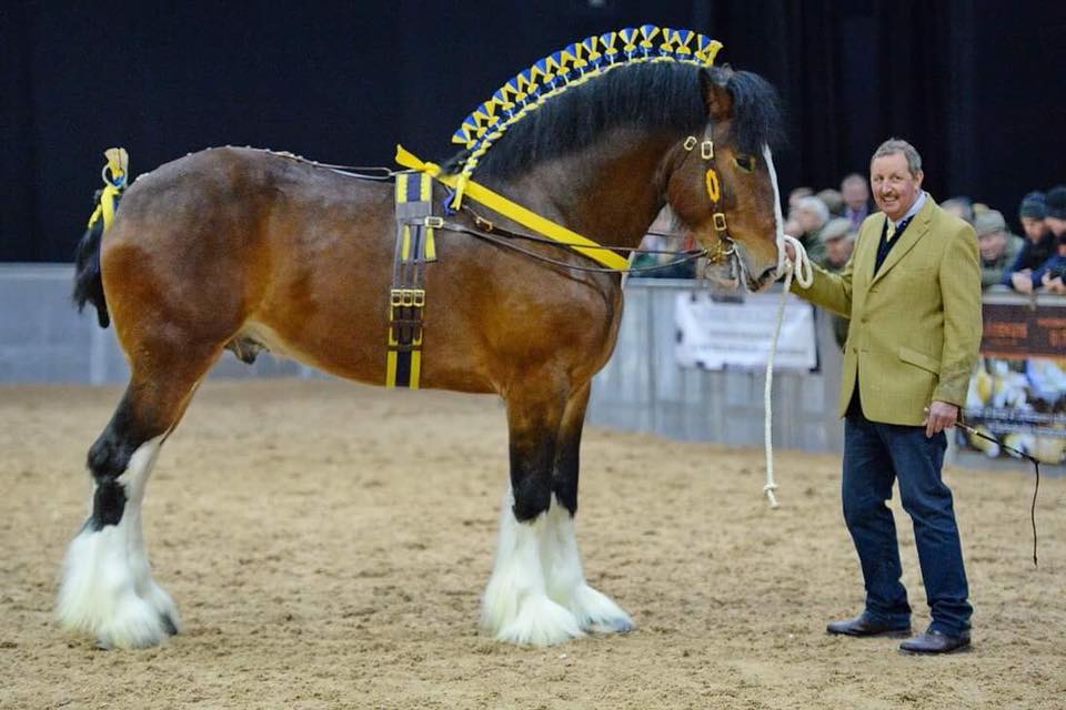 Shire Horse Stallions